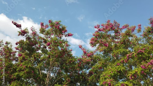full-bloomed cherry blossom over blue sky background 