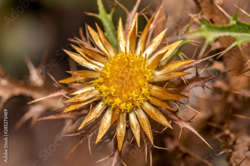 yellow flower