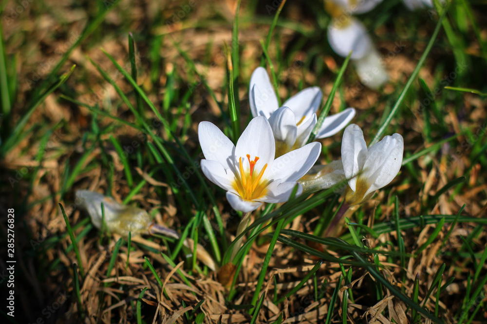 the first days of spring, the first flowers bloomed in a meadow in the park the first days of spring, the first flowers bloomed in a meadow in the park