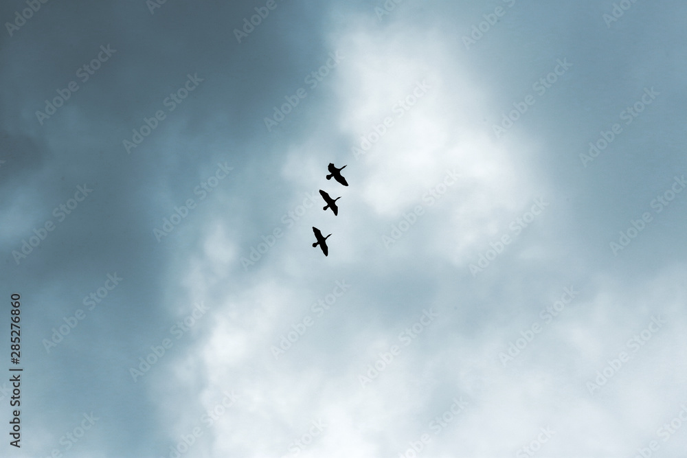 Sky with heavy rainy clouds and flying birds on grey day Sky with heavy rainy clouds and flying birds on grey day