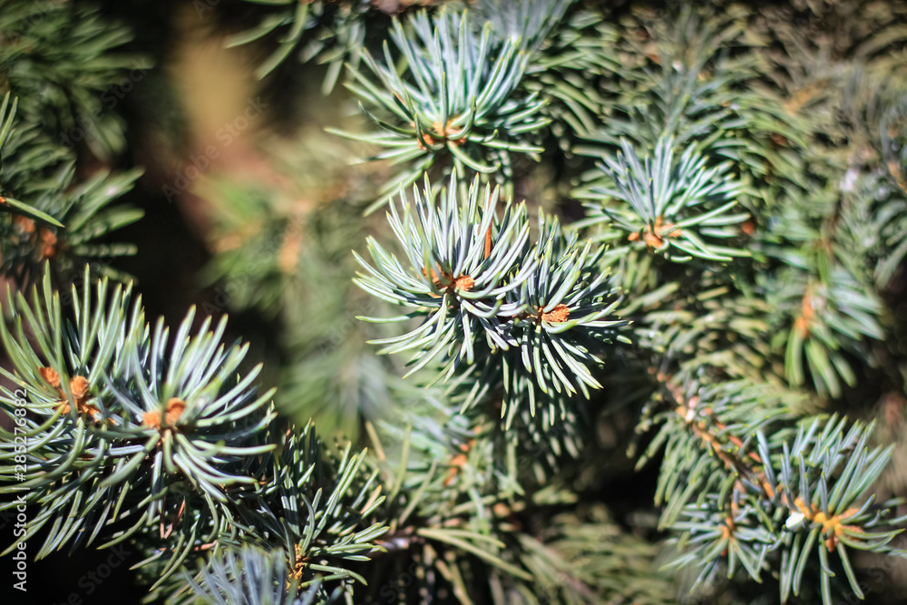spruce needles dedicated to the sun in the forest spruce needles dedicated to the sun in the forest