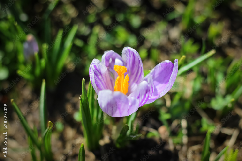 the first days of spring, the first flowers bloomed in a meadow in the park the first days of spring, the first flowers bloomed in a meadow in the park