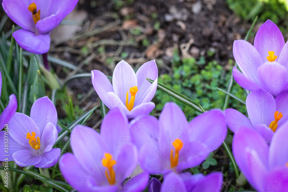 the first days of spring, the first flowers bloomed in a meadow in the park the first days of spring, the first flowers bloomed in a meadow in the park