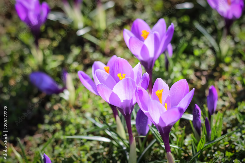 the first days of spring, the first flowers bloomed in a meadow in the park the first days of spring, the first flowers bloomed in a meadow in the park