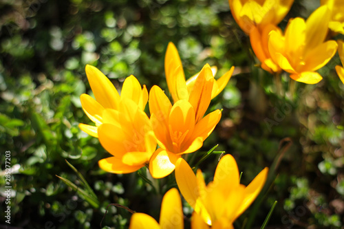 the first spring flowers in the meadow are yellow