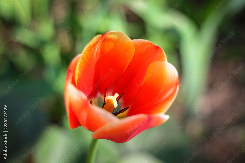 flowers in the field red yellow orange backlit by the sun from insects flying nearby flowers in the field red yellow orange backlit by the sun from insects flying nearby