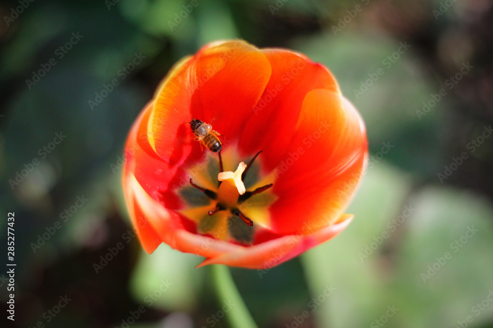 flowers in the field red yellow orange backlit by the sun from insects flying nearby