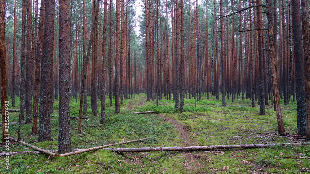 Fototapeta premium Pine forest picturesque view. Summer nature landscape. Russia