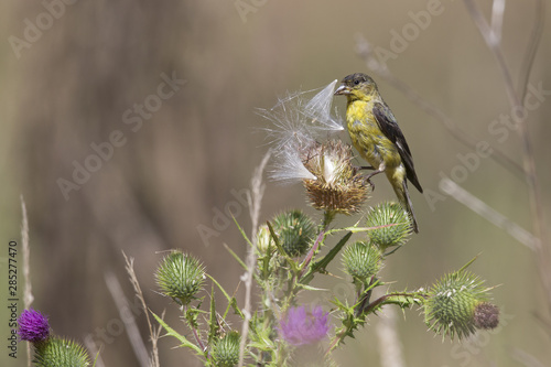 Lesser goldfinch foraging in a field of flowers on a hot summer day in Santa Cruz California.