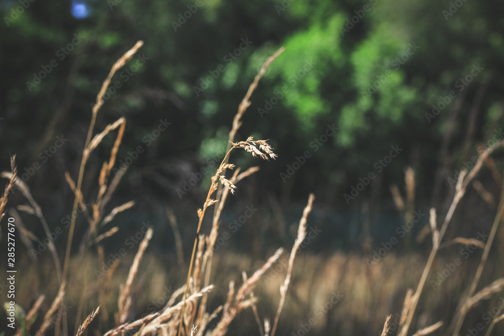 autumn withered grass in a field sun-stained brown strollers autumn withered grass in a field sun-stained brown strollers