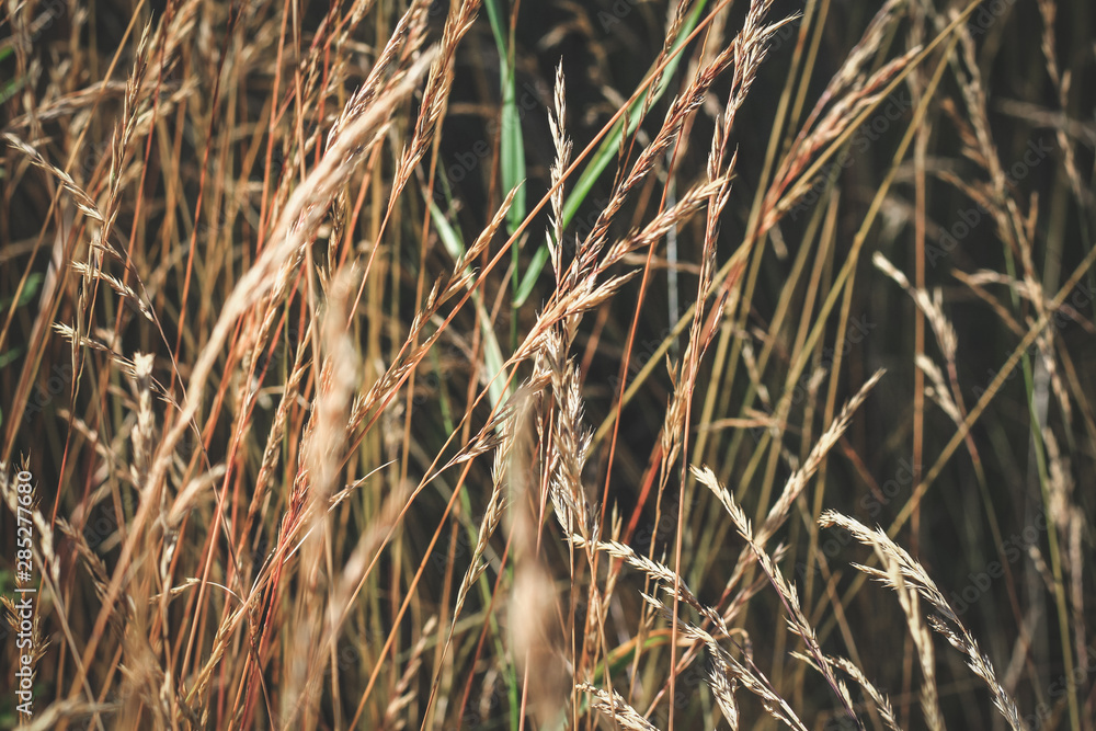 Fototapeta premium autumn withered grass in a field sun-stained brown strollers