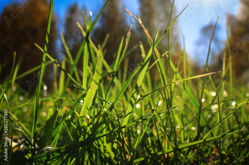 bright green grass backlit by the rays of the sun against a blue sky and autumn forest