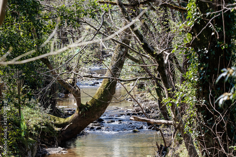 river in the forest river in the forest