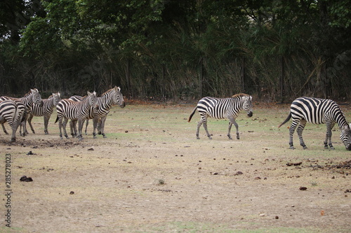 troupeau de z  bre