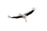 flying stork isolated on white