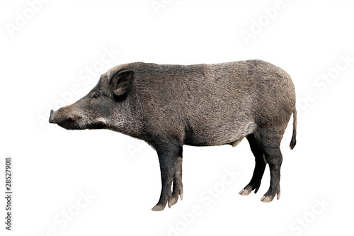 Photography wild boar isolated on white