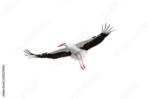 flying stork isolated on white