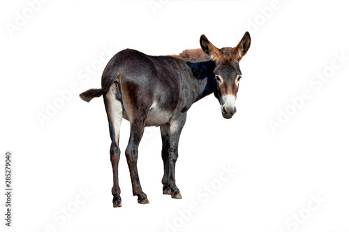 Tablou canvas female black donkey isolated on white