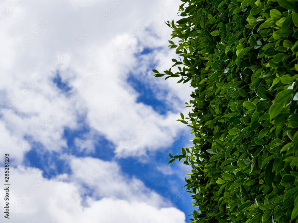 Fototapeta premium Tree with sky background