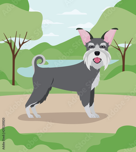 cute schnauzer dog pet character in the camp