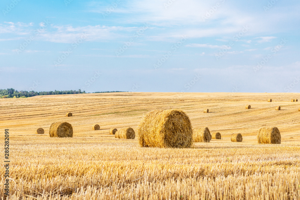 Fototapeta premium Wheat field after harvest with straw bales at sunset