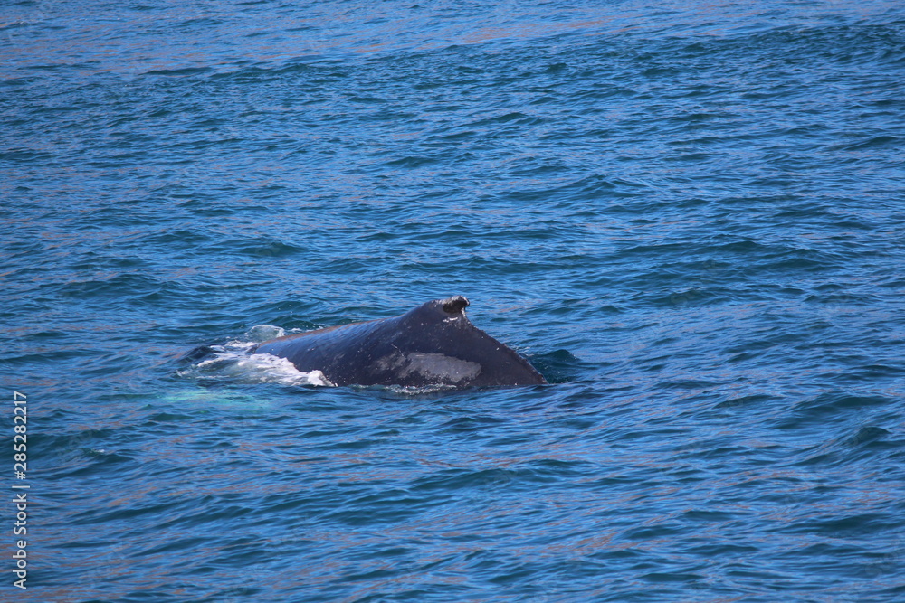 Fototapeta premium Buckel des Buckelwals