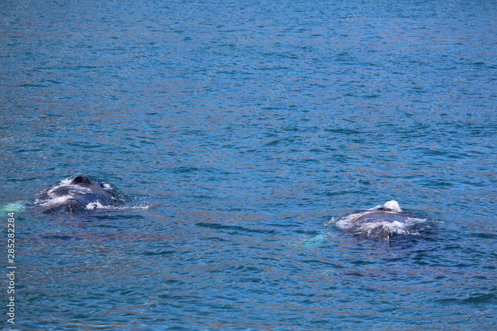 Obraz premium Mutter und Kind Wal