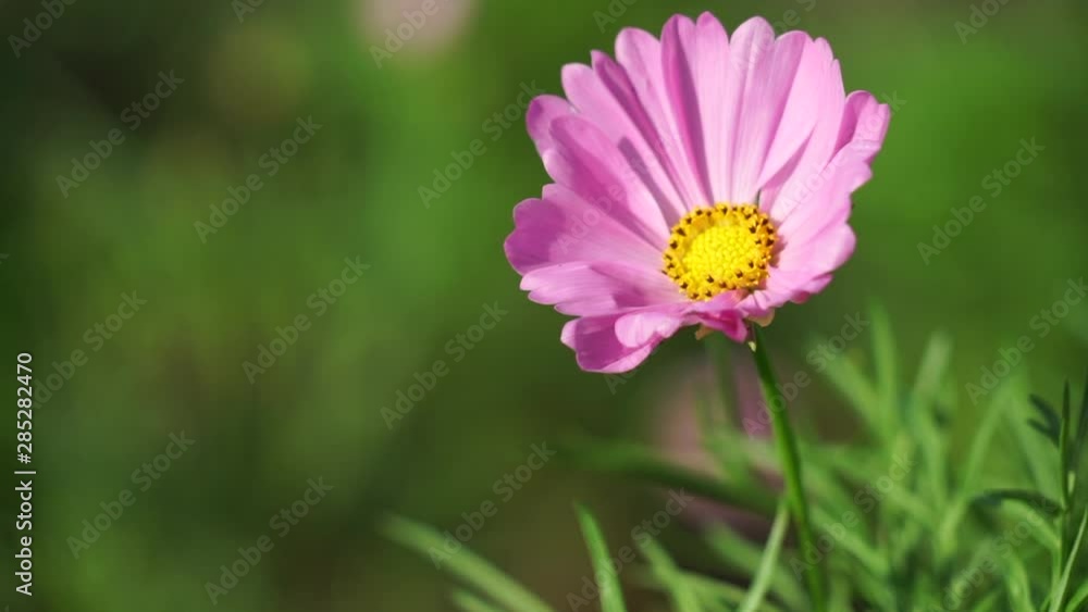 Pink cosmos flowers in the garden Pink cosmos flowers in the garden