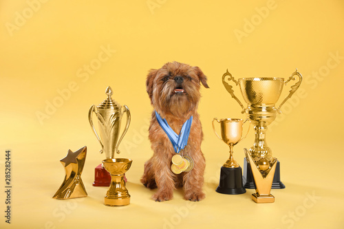 Cute Brussels Griffon dog with champion trophies and medals on yellow background