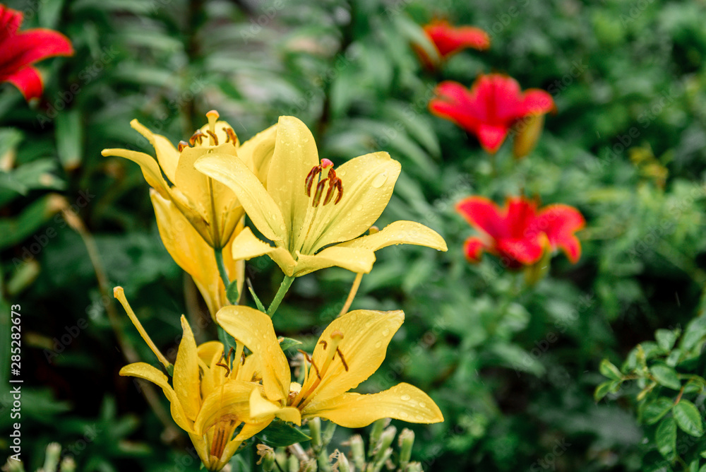 Yellow lilies growing in garden
