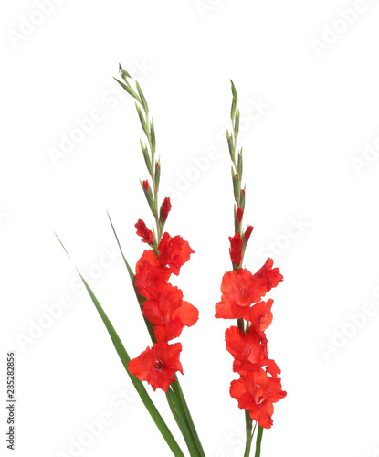 Fototapeta Naklejka Na Ścianę i Meble -  Beautiful red gladiolus flowers on white background