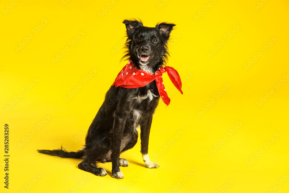 Cute black dog with neckerchief sitting on yellow background