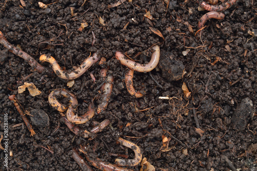 Earthworms in the excellent fertilizer produced by their digestion. photo