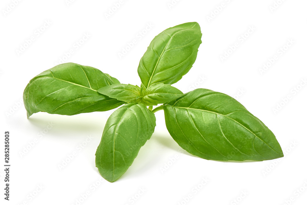 Sweet basil herb leaves, isolated on white background Sweet basil herb leaves, isolated on white background