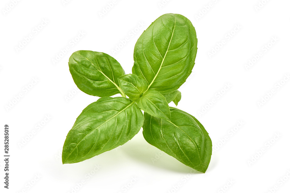 Sweet basil herb leaves, isolated on white background Sweet basil herb leaves, isolated on white background