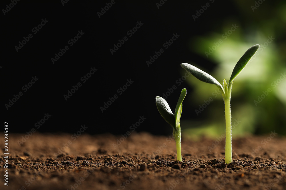Little green seedlings growing in soil against blurred background, closeup view. Space for text Little green seedlings growing in soil against blurred background, closeup view. Space for text