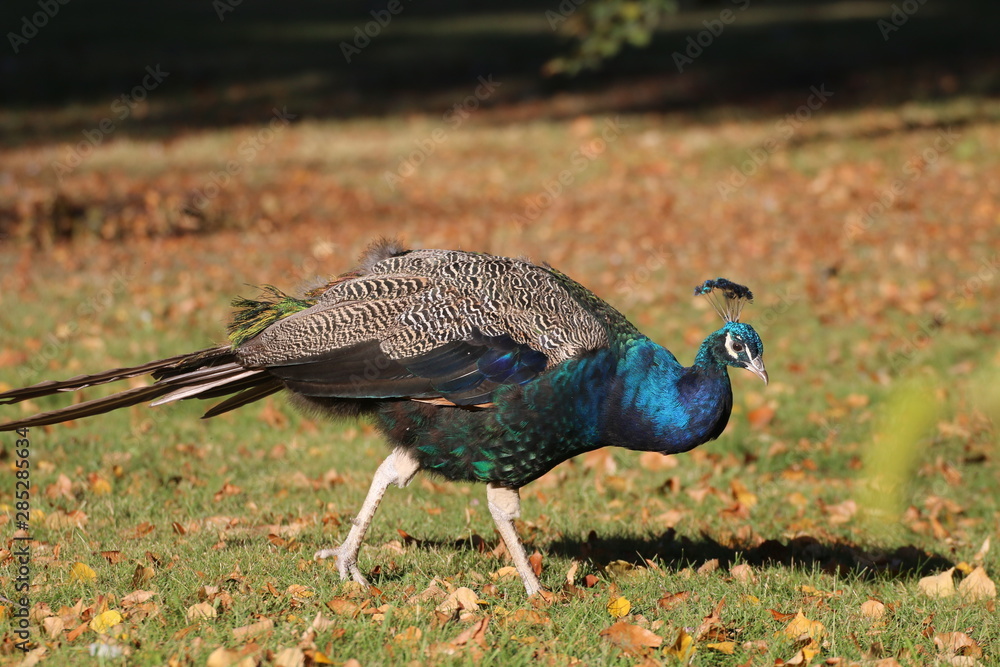 Obraz premium Parc de Bagatelle, graceful peacock 