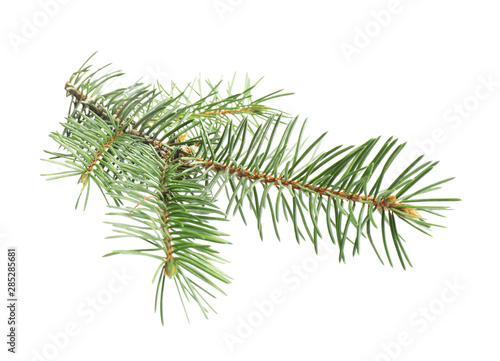 Branch of Christmas tree on white background