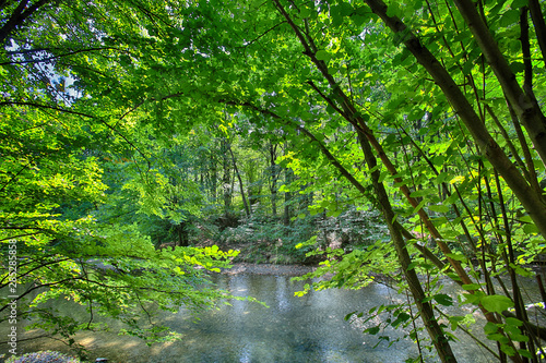 green forest I spring time