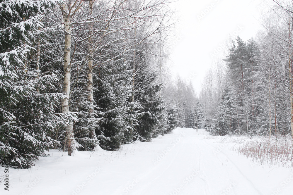 Obraz premium snowy forest landscape with warm light and a trail. Winter wonderland concept