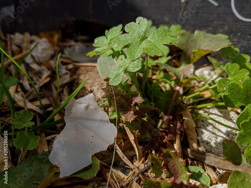 Photos Plantitas en su propio ecosistema