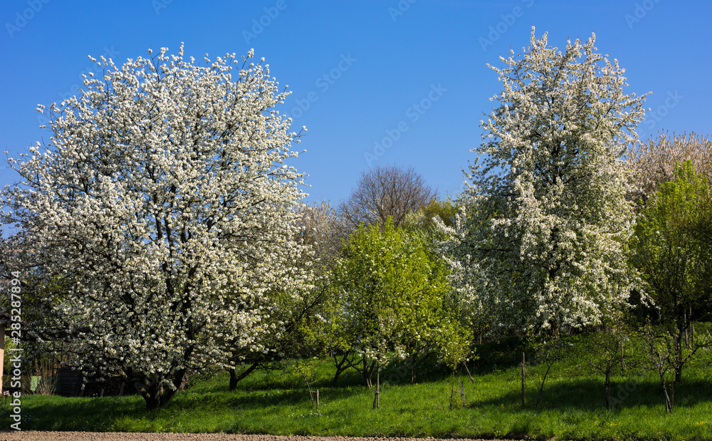 The fruit tree blossom in Ortenau, Baden-Württemberg, Germany The fruit tree blossom in Ortenau, Baden-Württemberg, Germany