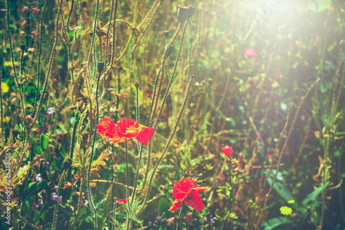 red moon flower in the grassred moon flower in the grass photo