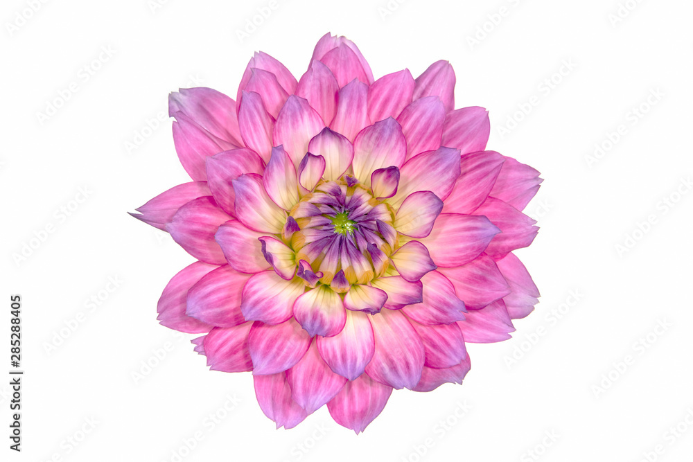 Dahlia Dahlia