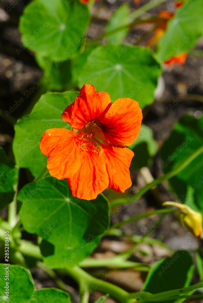 fleur de capucine rouge en gros plan. Tropaeolum majus fleur de capucine rouge en gros plan. Tropaeolum majus