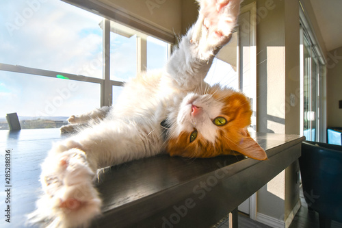 A beautiful orange and white Maine Coon cat stretches upside down as he relaxes in the sunlight on a table in front of a window.