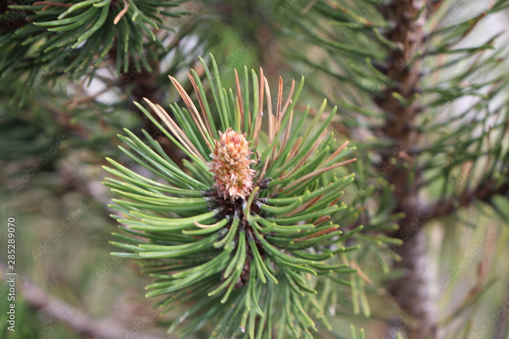 pine tree branch with cones pine tree branch with cones