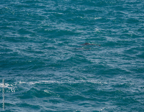 Dolphins swiming close to shore off Granite island, Victor Harbour, Soith Australia