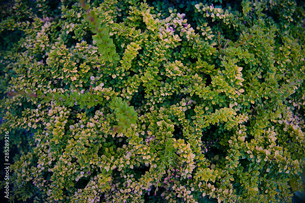 background of green leaves background of green leaves