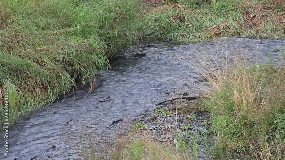 Pink Salmon Swimming Up Stream in Alaska Pink Salmon Swimming Up Stream in Alaska